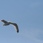 老子有钱:财富与幸福的关系,如何找到平衡点 blu197c